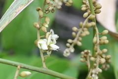 Derris thyrsiflora var. eualata